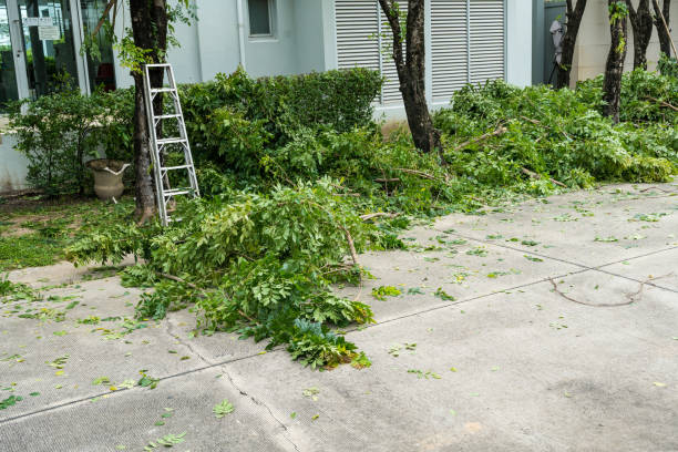 Professional Tree Removal in Cadiz, KY